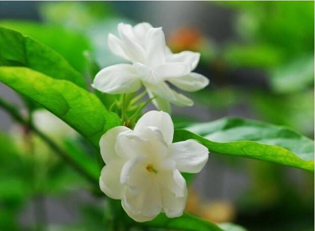 50pcs White Arabian Jasmine Seeds