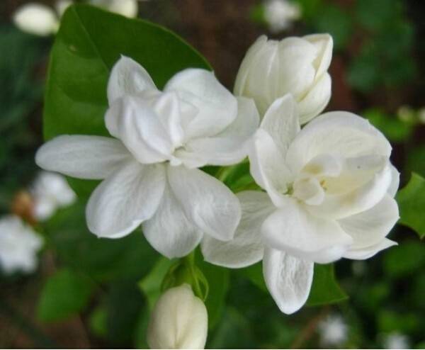 50pcs White Arabian Jasmine Seeds