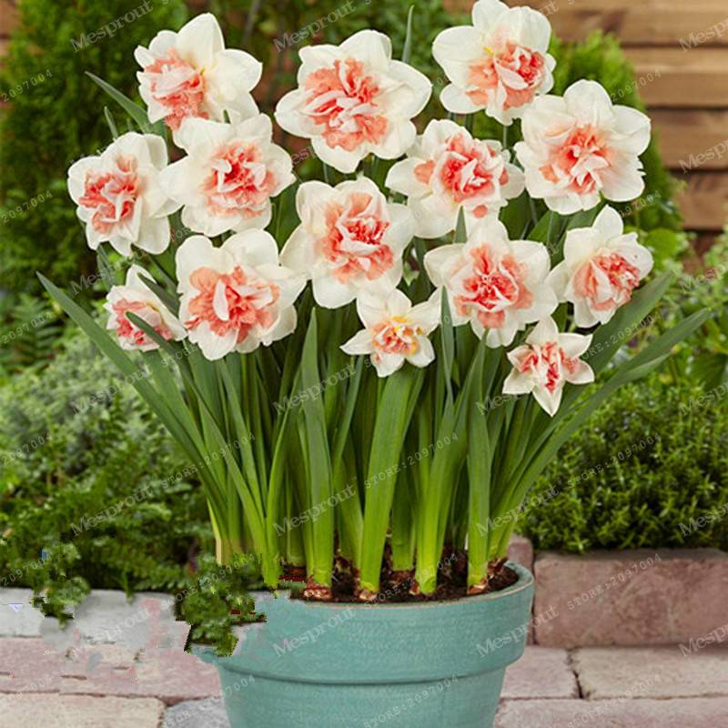 100pcs Daffodil Seeds