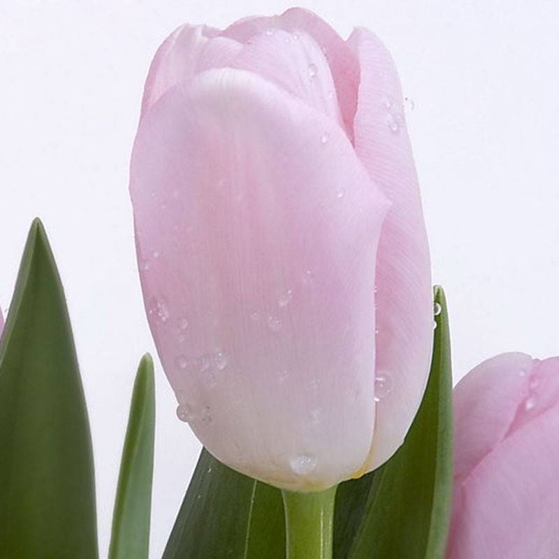 120pcs Tulip Seeds