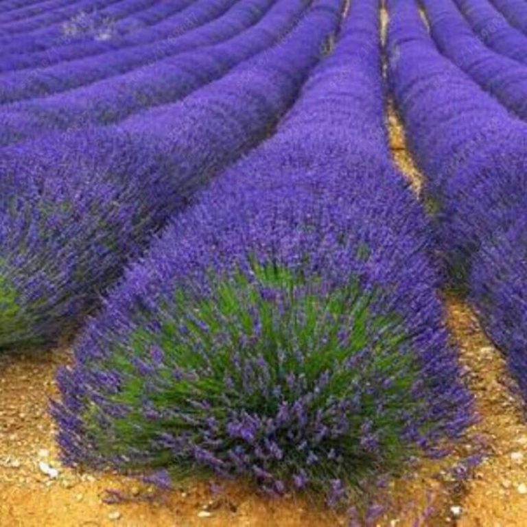 100pcs French Lavender Seeds Free Shipping Up to