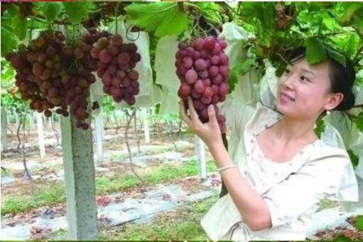 50pcs Red Grape Seeds