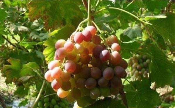 50pcs Red Grape Seeds