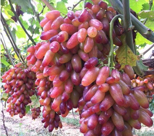 50pcs Red Grape Seeds