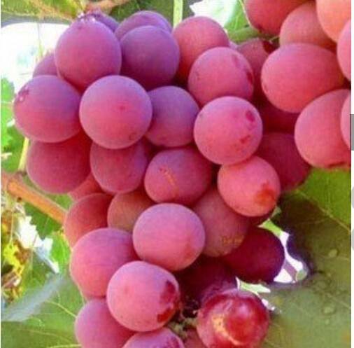 50pcs Red Grape Seeds