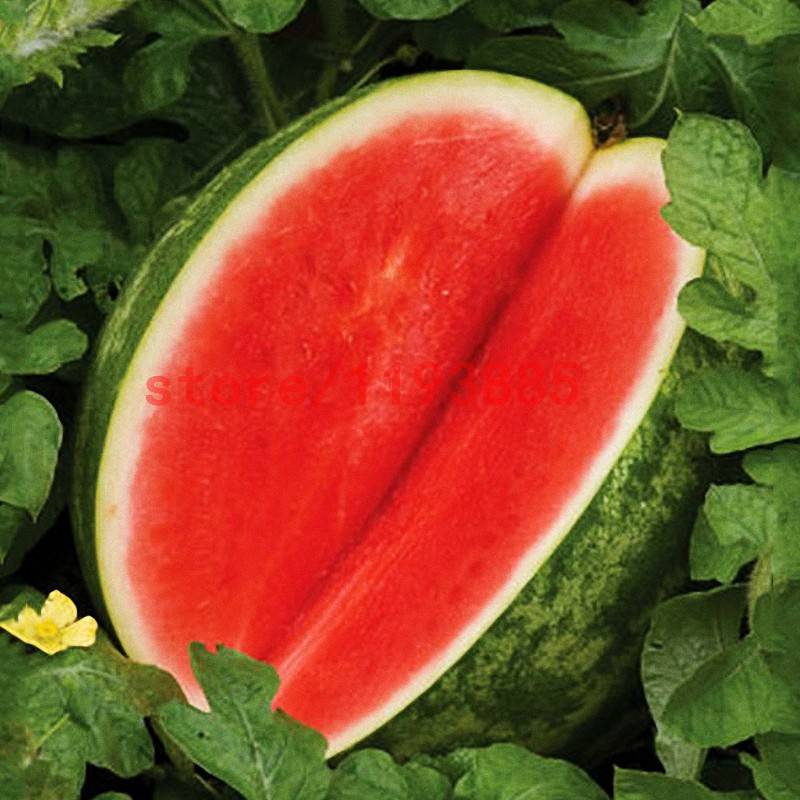 30pcs Red Seedless Watermelon Seeds