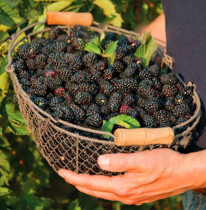 200pcs Blackberry Seeds