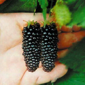 200pcs Blackberry Seeds