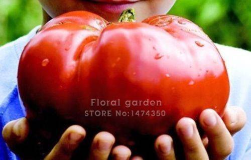 50pcs Giant Tomato Seeds