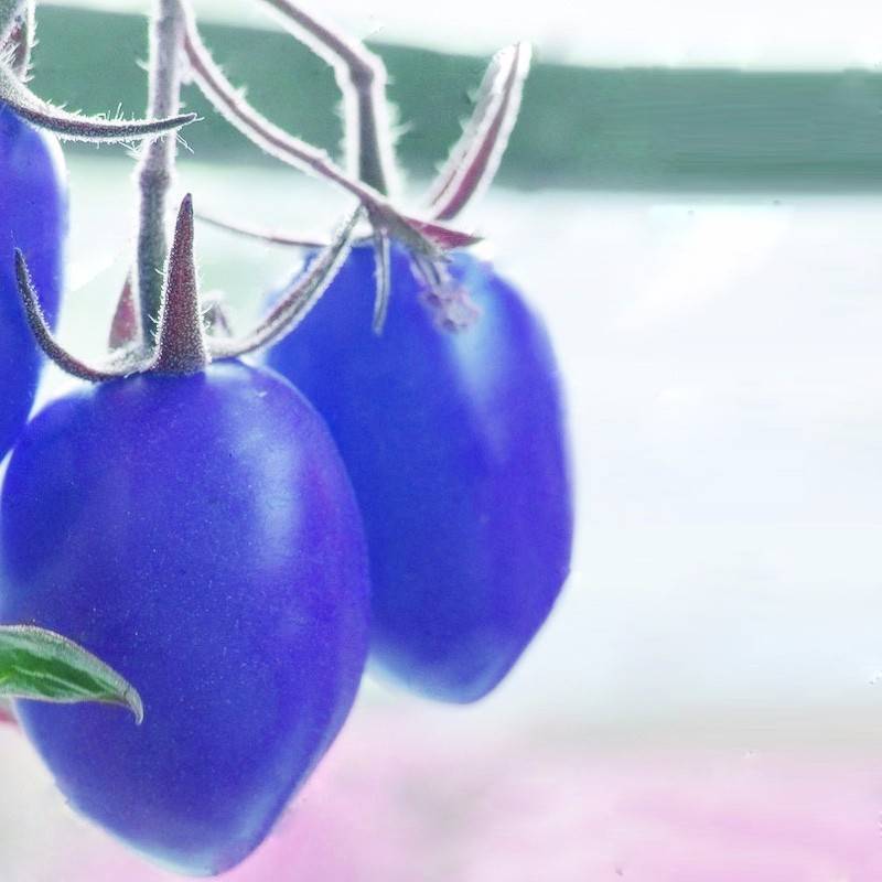 100pcs Blue Cherry Tomato Seeds