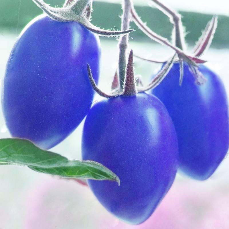 100pcs Blue Cherry Tomato Seeds