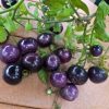 20pcs Blue Tomato Seeds
