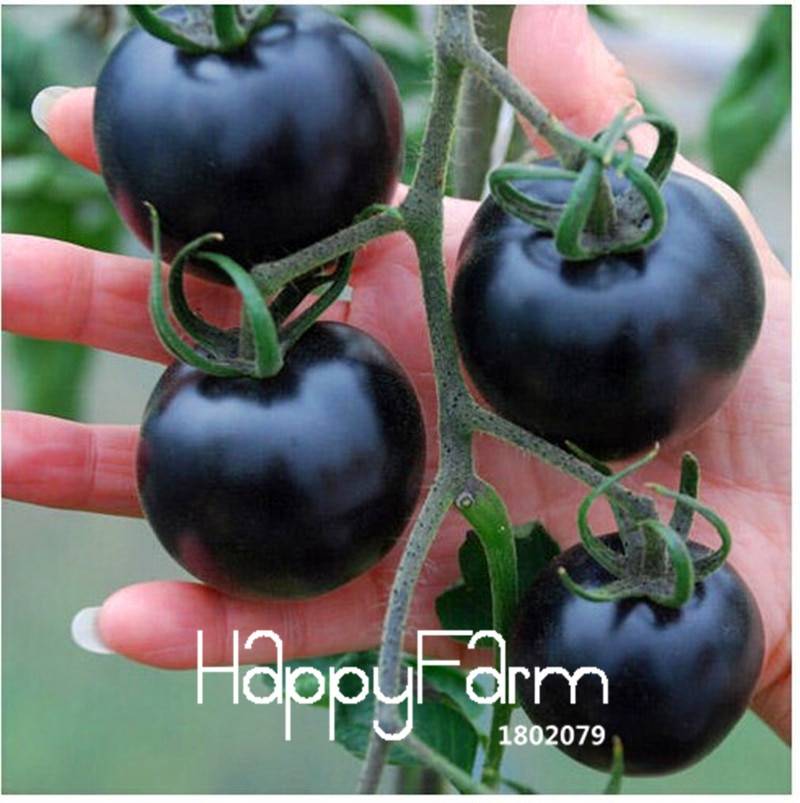 100pcs Black Indigo Rose Tomato Seeds