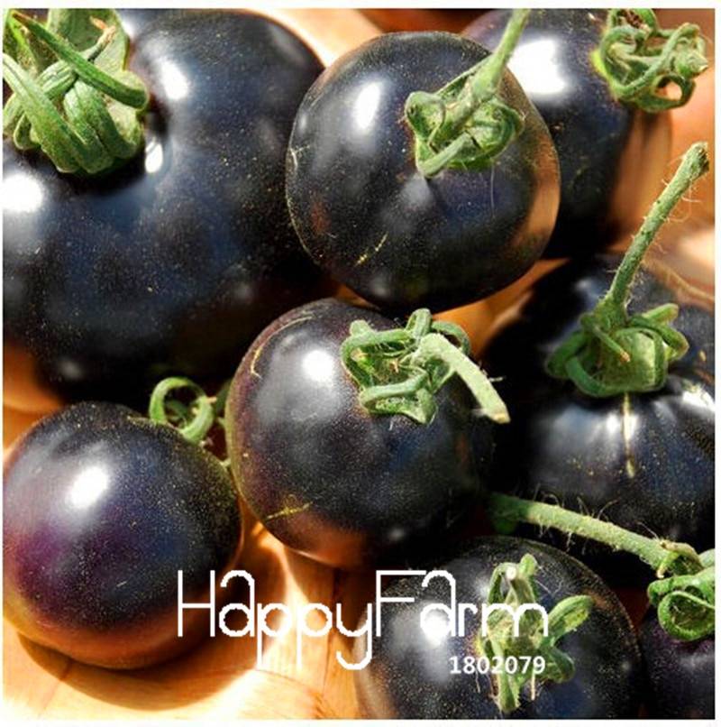 100pcs Black Indigo Rose Tomato Seeds