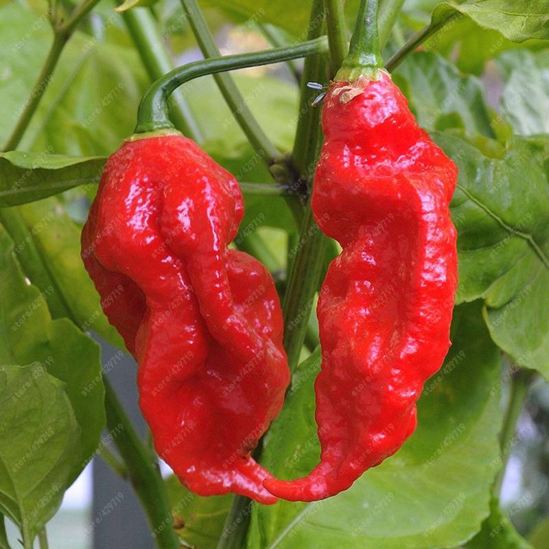 200pcs Chili Ghost Pepper Seeds