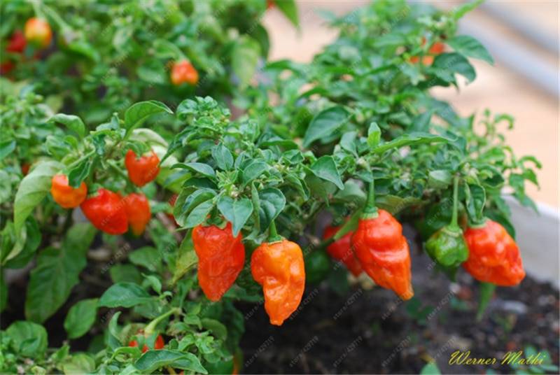 200pcs Chili Ghost Pepper Seeds