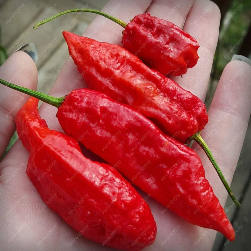 200pcs Chili Ghost Pepper Seeds