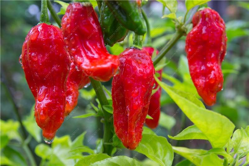 200pcs Chili Ghost Pepper Seeds