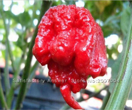 100pcs Hot Carolina Reaper Pepper Seeds