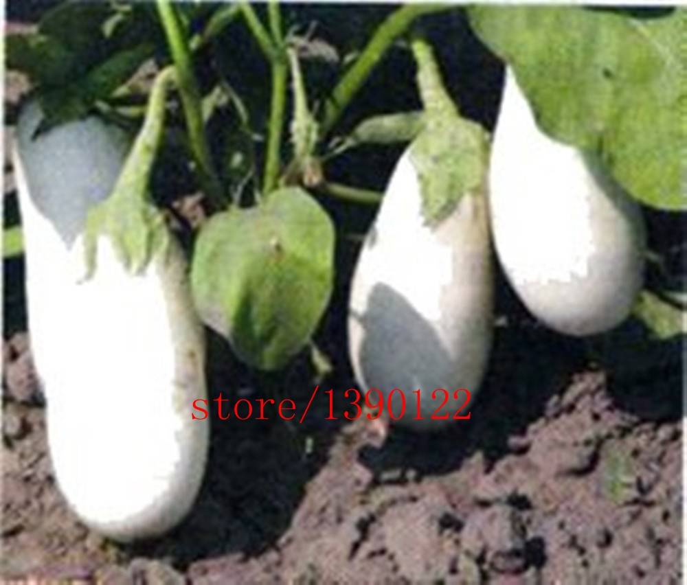 200pcs Organic White Egg Seeds