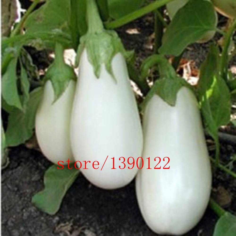 200pcs Organic White Egg Seeds