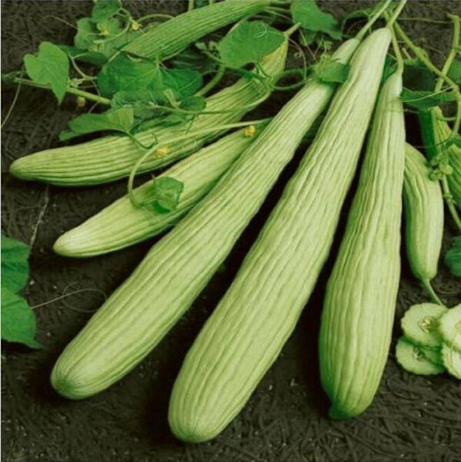 30pcs Armenian Cucumber Seeds