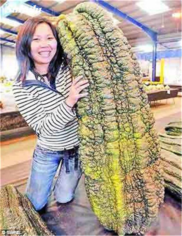 100pcs Japanese Long Giant Cucumber Seeds