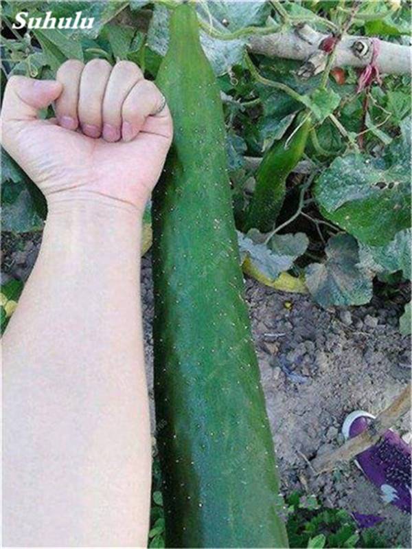 100pcs Japanese Long Giant Cucumber Seeds