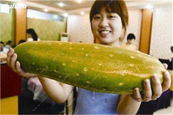 100pcs Japanese Long Giant Cucumber Seeds