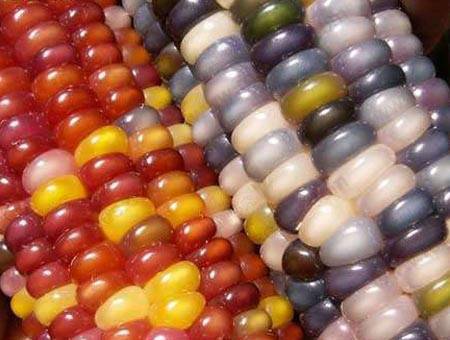 10pcs Sweet Glutinous Corn Seeds