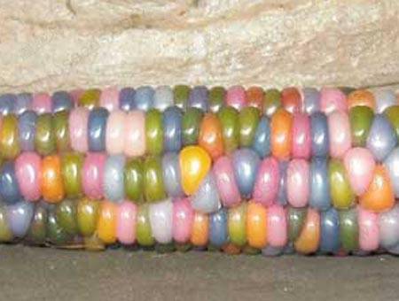 10pcs Sweet Glutinous Corn Seeds