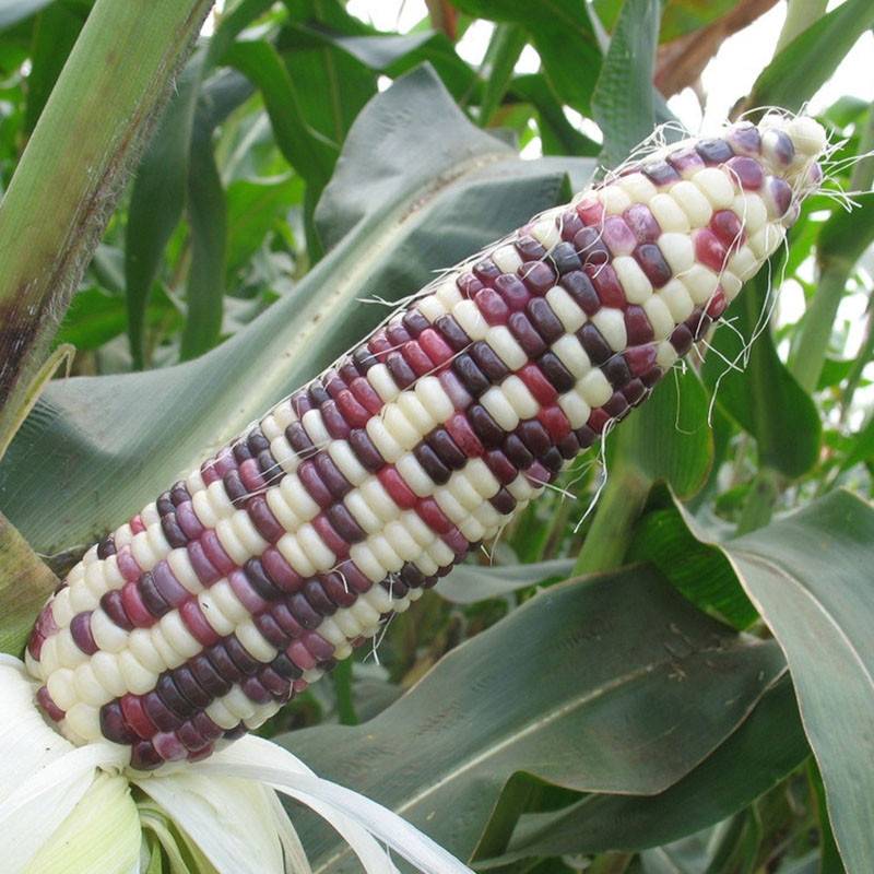 10pcs Sweet Glutinous Corn Seeds