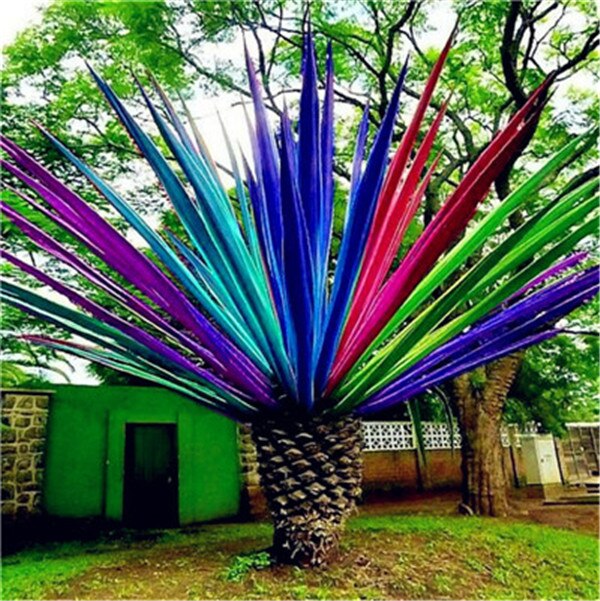 10 Pcs Rainbow Japanese Bottle Palm Tree Exotic Tropical Ornamental Seeds