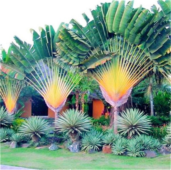 10 Pcs Rainbow Japanese Bottle Palm Tree Exotic Tropical Ornamental Seeds