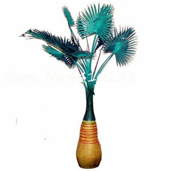 10 Pcs Rainbow Japanese Bottle Palm Tree Exotic Tropical Ornamental Seeds