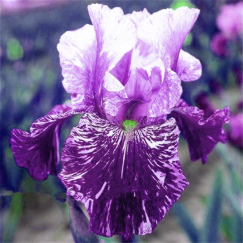 50pcs Iris Flower Perennia Bearded Orchid Seeds