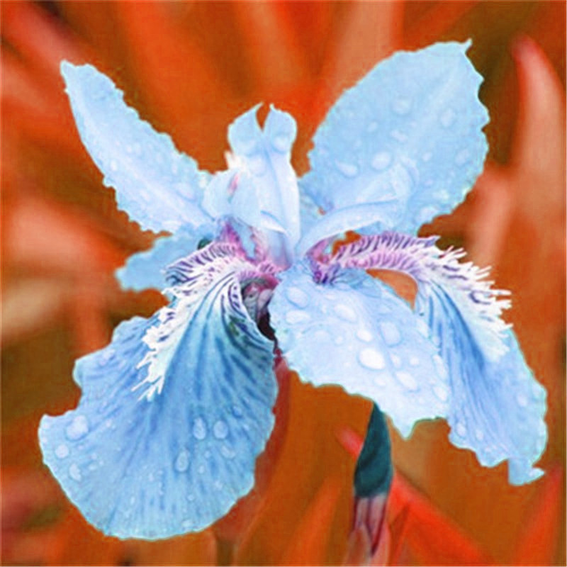 50pcs Iris Flower Perennia Bearded Orchid Seeds